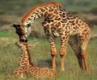 zürafa Aile